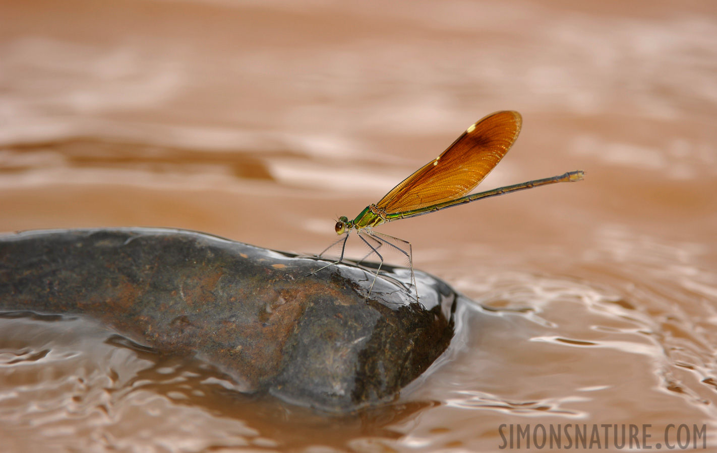 Neurobasis chinensis [400 mm, 1/200 sec at f / 5.6, ISO 200]